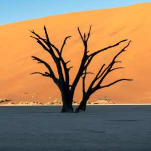 Desert Rat